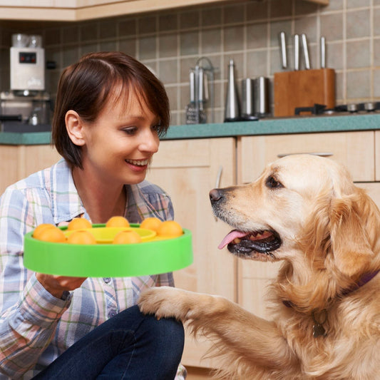 🐾 Creating a Pet-Friendly Home: Design Tips for Happy Tails and Paws